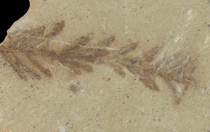 Dawn Redwood (Metasequoia) Fossil - Montana #126616